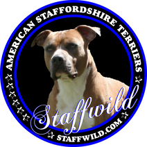 Amstaff Breeders - AMERICAN STAFFORDSHIRE TERRIER CLUB OF NEW SOUTH WALES